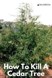 how to kill a cedar tree without cutting it down, how to kill a cedar tree stump, how to kill a salt cedar tree, how to kill a red cedar tree, how to kill a white cedar tree, how to kill cedar trees in pasture, how to kill cedar tree roots, how to kill small cedar trees, how to kill young cedar trees,