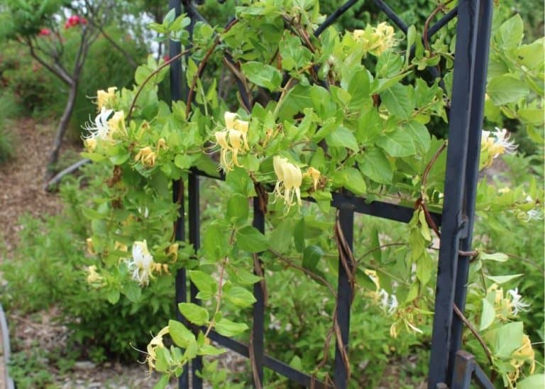 Do Metal Trellises Burn Plants? BACKYARDABLES