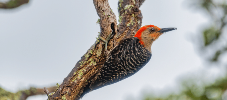 Do Woodpeckers Kill Trees? – BACKYARDABLES