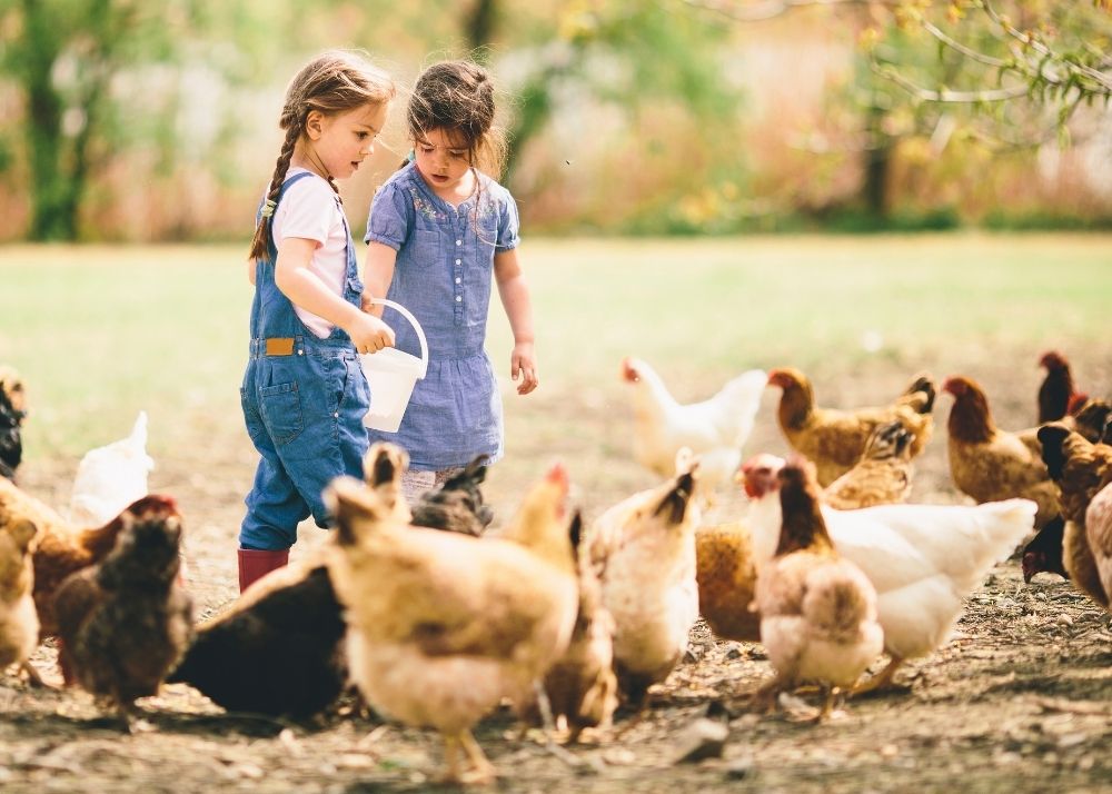 How Many Backyard Chickens Should You Get? BACKYARDABLES