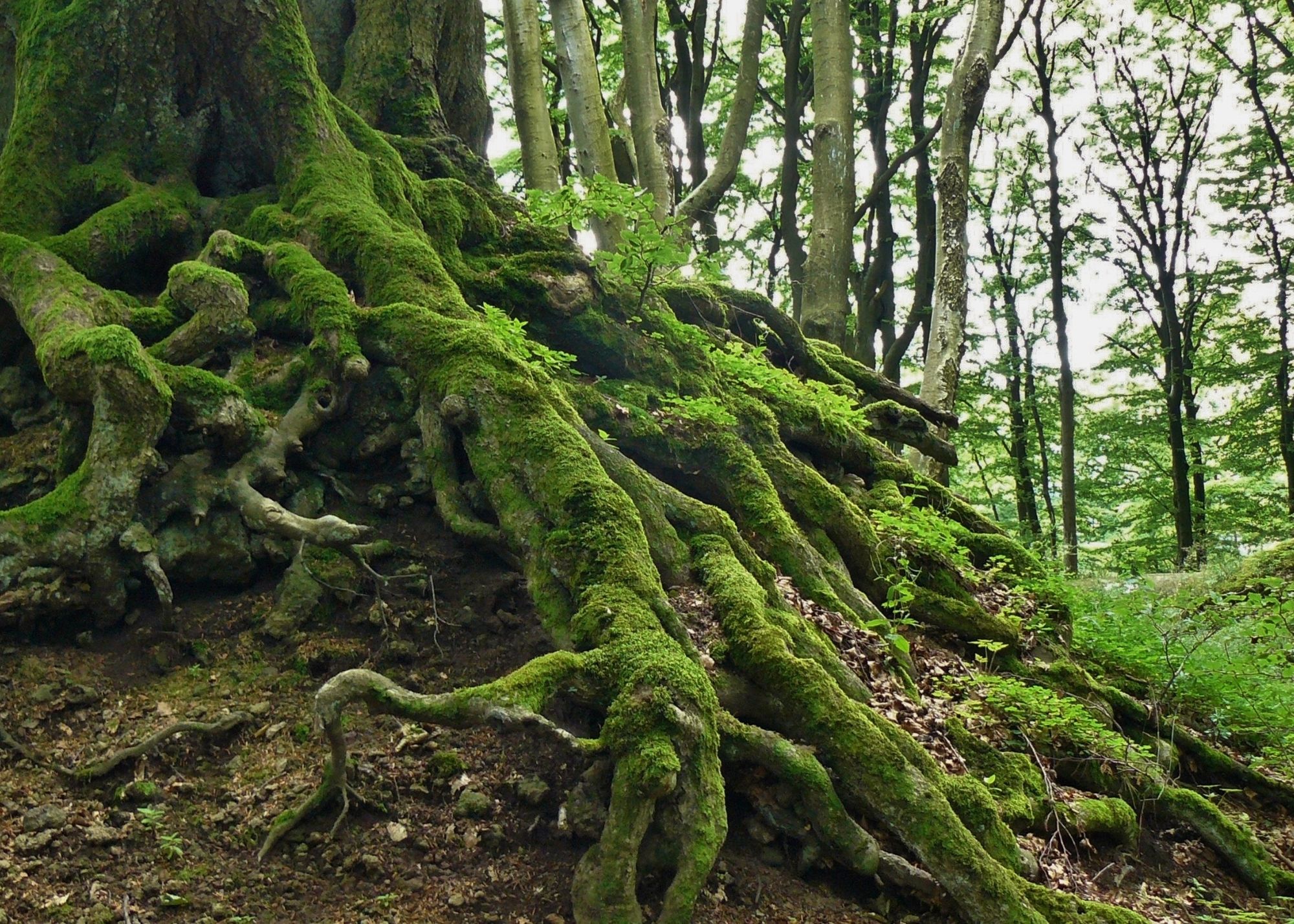 How Do You Get Rid of Tree Roots Under Concrete? BACKYARDABLES