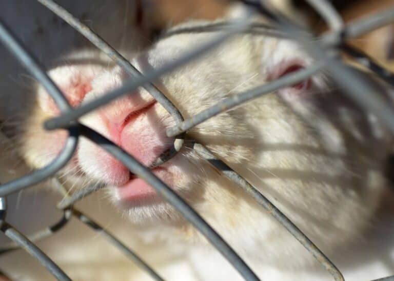 Top 7 Tips To Protect Your Shrubs From Rabbits During The Winter BACKYARDABLES