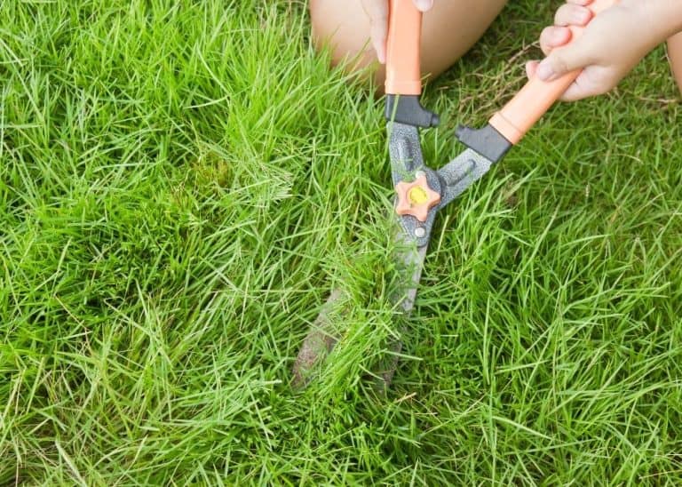 How To Mow Around Your Trees BACKYARDABLES