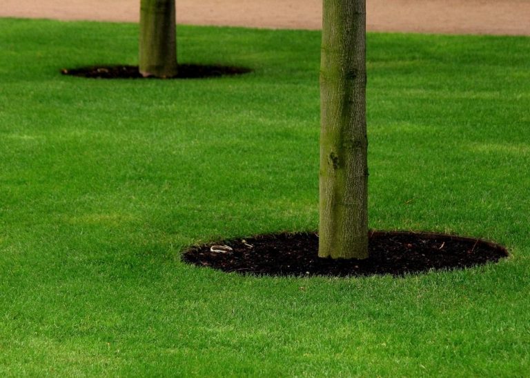 How To Mow Around Your Trees BACKYARDABLES