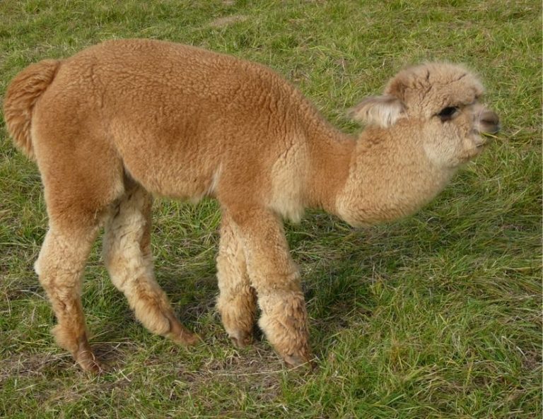 Top 7 Things Not To Feed Your Alpacas BACKYARDABLES