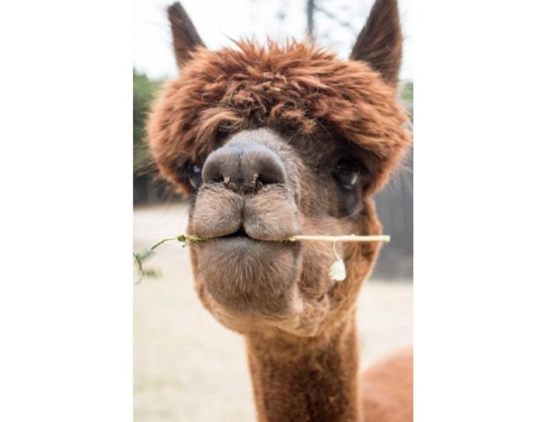 Top 7 Things Not To Feed Your Alpacas BACKYARDABLES