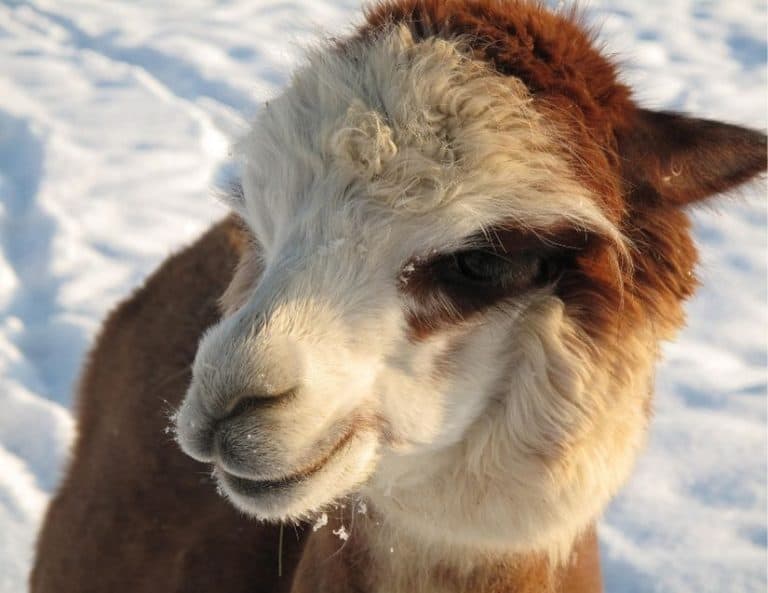Top 8 Tips To Prepare Your Alpacas For Winter BACKYARDABLES