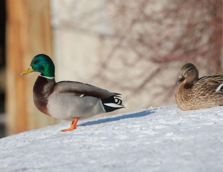 Top 8 Tips To Prepare Your Ducks For Winter BACKYARDABLES