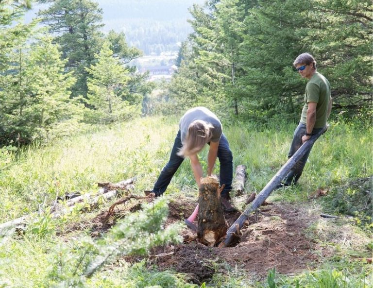 How To Kill A Tree Stump Fast BACKYARDABLES