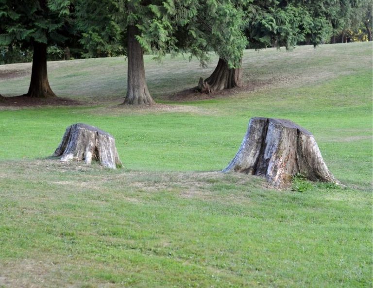 Why You Should Use Salt To Kill Your Trees BACKYARDABLES
